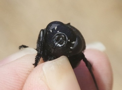 Cuterebra approximata