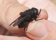 Cuterebra approximata