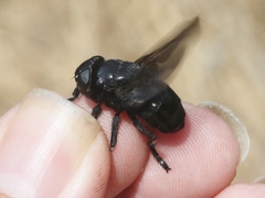 Cuterebra approximata