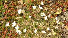 Cerastium nigrescens arcticum