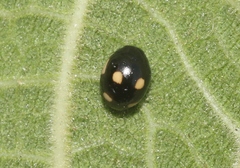 Hyperaspis lateralis