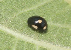 Hyperaspis lateralis