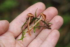 Cortinarius parvannulatus