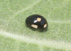 Hyperaspis lateralis