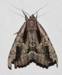 Catocala angusi