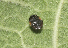 Hyperaspis lateralis