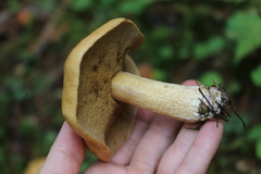 Suillus plorans