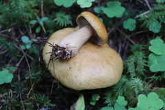 Suillus plorans
