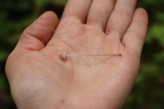 Mycena rubromarginata