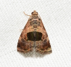 Tripudia rectangula