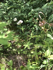 Saniculeae