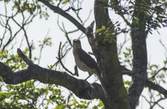 Toxostoma longirostre