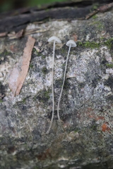 Mycena mirata