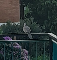 Streptopelia decaocto