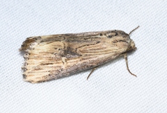Crambodes talidiformis