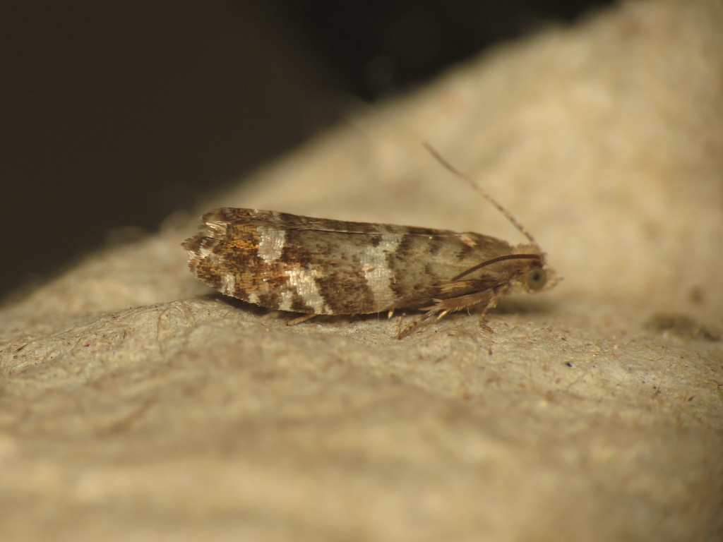 Silver-barred Bell