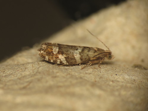 Silver-barred Bell