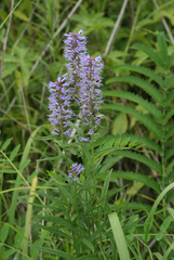 Veroniceae