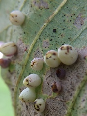 Phylloteras volutellae