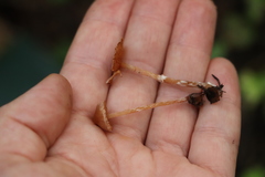 Cortinarius parvannulatus