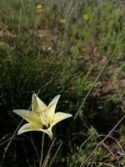 Gladiolus trichonemifolius