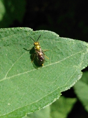 Hymenoptera