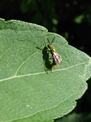 Hymenoptera
