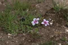 Oxalis pusilla