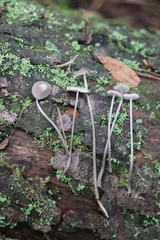 Mycena rubromarginata