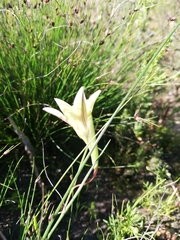 Gladiolus trichonemifolius