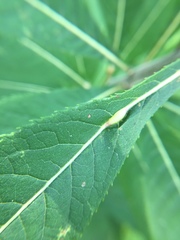 Neolasioptera vernoniae