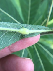 Neolasioptera vernoniae