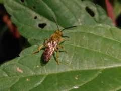 Hymenoptera