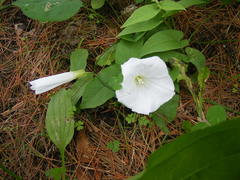 Calystegia spithamaea