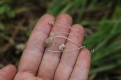 Mycena stipata
