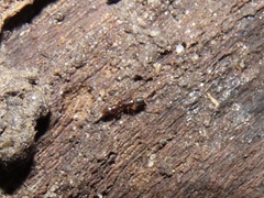 Ponera pennsylvanica