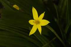 Empodium veratrifolium