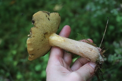 Suillus punctipes
