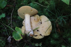 Suillus punctipes