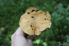 Suillus punctipes