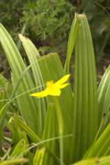 Empodium veratrifolium