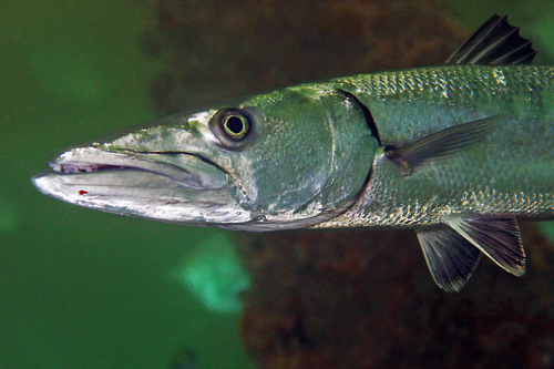 Great Barracuda