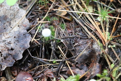 Mycena stipata