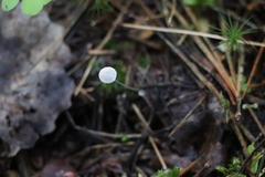 Mycena stipata