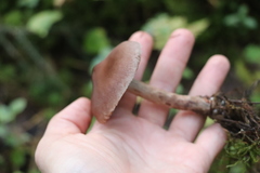 Cortinarius brunneus