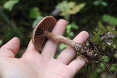 Cortinarius brunneus
