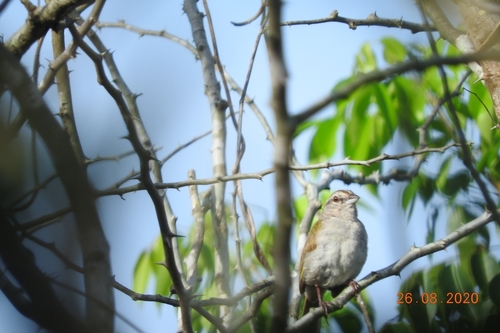 Green-backed Sparrow (Arremonops chloronotus), photo 10