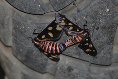 Amata passalis