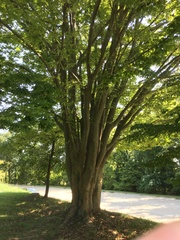 Zelkova