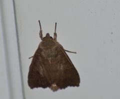Ipimorpha pleonectusa